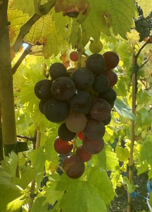 Vitis 'Frankenthaler'