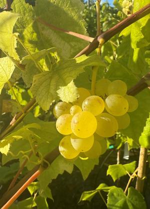 Vitis 'Himrod'
