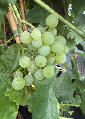 Vitis 'Lakemont'