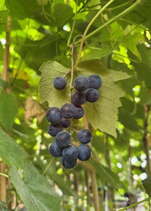 Vitis 'Muscat de Flandre'
