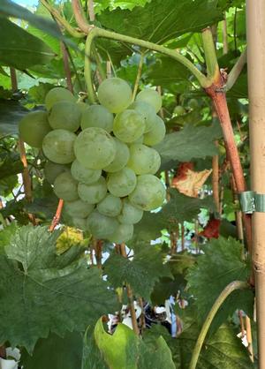 Vitis 'Phoenix'