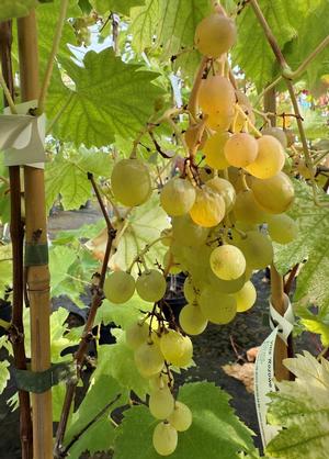 Vitis 'Rozowe Cudo'