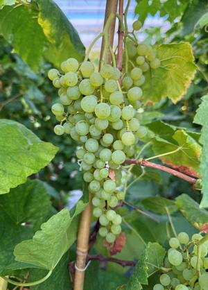 Vitis 'Romulus'