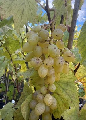 Vitis 'Selma'