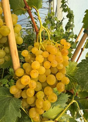 Vitis 'Solaris'