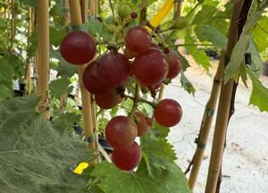 Vitis 'Siegerrebe'
