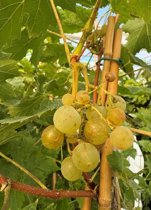 Vitis 'Strios'