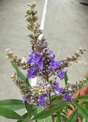 Vitex agnus-castus 'Delta Blues'
