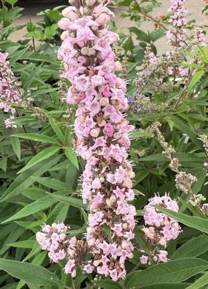 Vitex agnus-castus 'Galctic Pink'