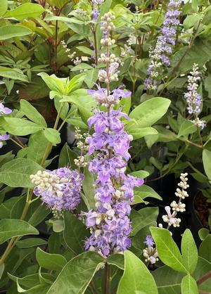 Vitex agnus-castus 'Summertime Blues'