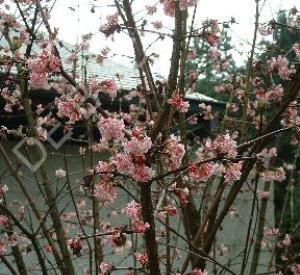 Viburnum bodnantense 'Charles Lamont'