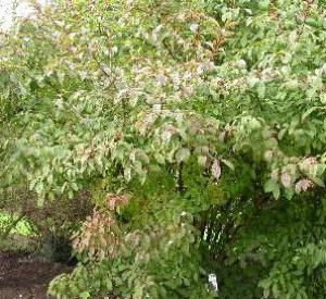 Viburnum bodnantense 'Dawn'