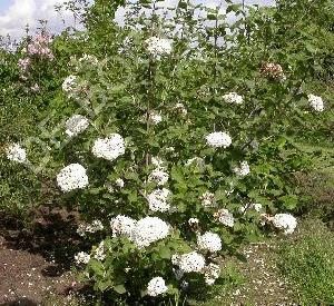 Viburnum carlesii