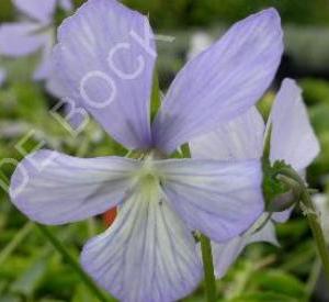 Viola cornuta 'Boughton Blue'