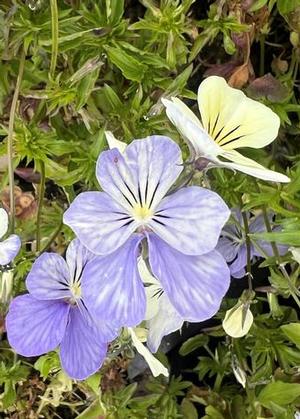 Viola cornuta 'Icy but Spicy'