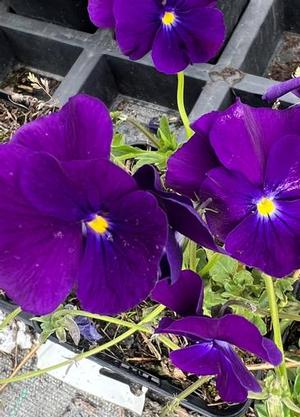 Viola cornuta 'Martin'