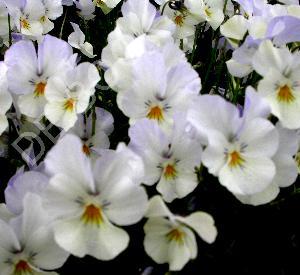 Viola cornuta 'Milkmaid'