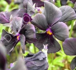 Viola cornuta 'Molly Sanderson'