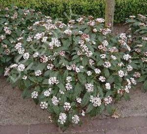 Viburnum davidii