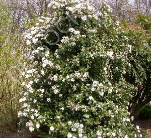 Viburnum farreri