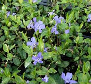 Vinca minor