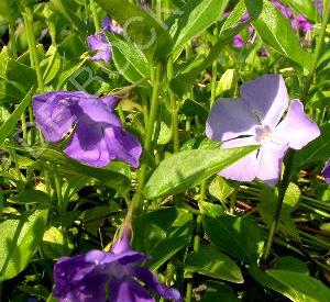 Vinca major