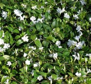 Vinca minor 'Alba'