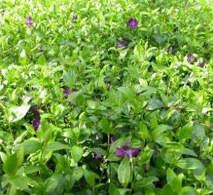 Vinca minor 'Atropurpurea'