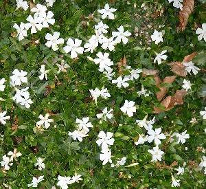 Vinca minor 'Gertrude Jekyll'