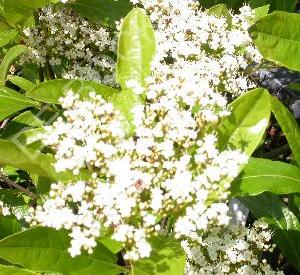 Viburnum nudum 'Pink Beauty'