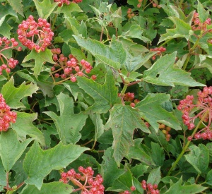 Viburnum opulus 'Compactum'