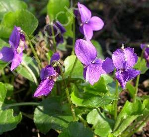 Viola odorata
