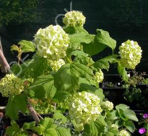 Viburnum opulus 'Roseum'