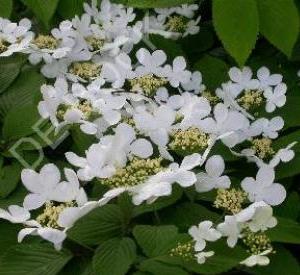 Viburnum plicatum 'Mariesii'