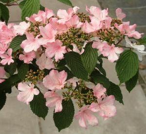 Viburnum plicatum 'Pink Beauty'