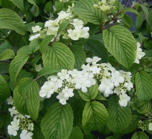 Viburnum plicatum 'Shasta'