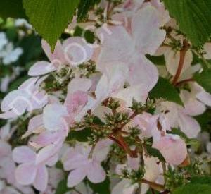 Viburnum plicatum f. tomentosum