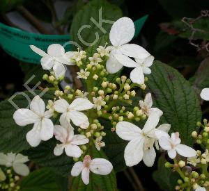 Viburnum plicatum 'Watanabe'