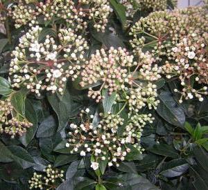 Viburnum tinus