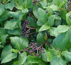 Viburnum tinus 'Gwenllian'