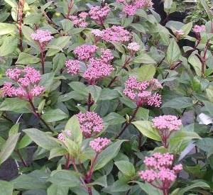 Viburnum tinus 'Spirit'