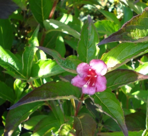 Weigela 'Bristol Ruby'