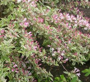 Weigela florida 'Nana Purpurea'