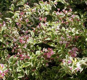 Weigela middendorffiana