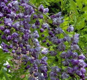 Wisteria floribunda 'Black Dragon'