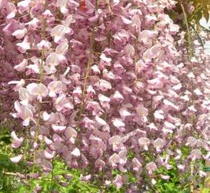 Wisteria floribunda 'Honbeni'