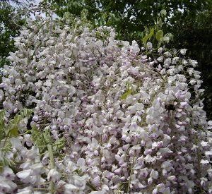 Wisteria floribunda 'Kuchi Beni'