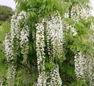 Wisteria floribunda 'Longissima Alba'