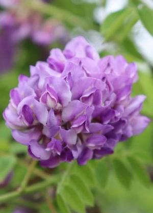 Wisteria frutescens 'Longwood Purple'