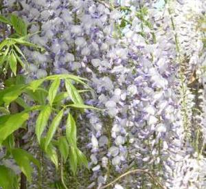 Wisteria floribunda 'Lawrence'